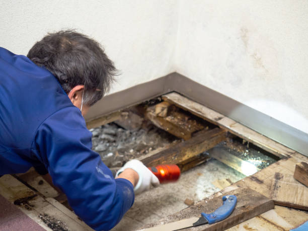 Office Mold Removal Services in Wellsville, KS