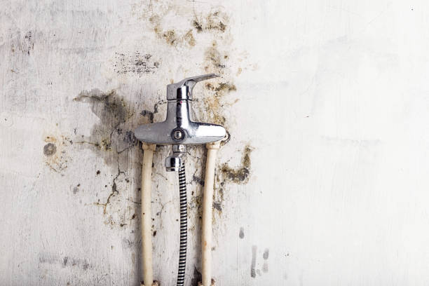 Best Commercial Mold Removal  in Wellsville, KS