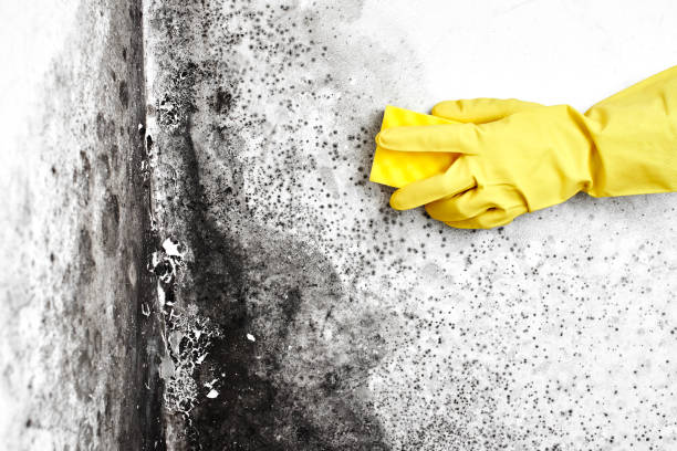 Best Mold Removal Near Me  in Wellsville, KS