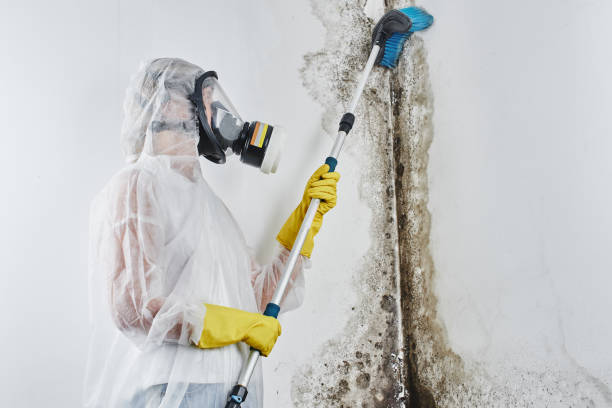 Best Home Mold Removal  in Wellsville, KS