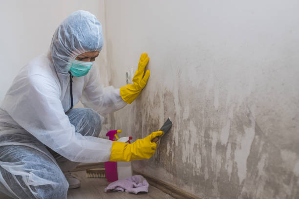 Best Office Mold Removal Services  in Wellsville, KS