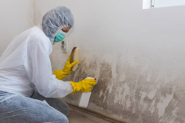 Best Mold Testing  in Wellsville, KS