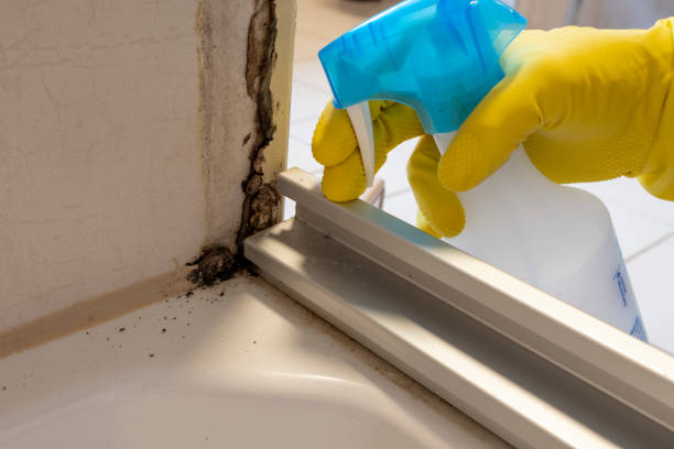 Best Mold Removal Company Near Me  in Wellsville, KS