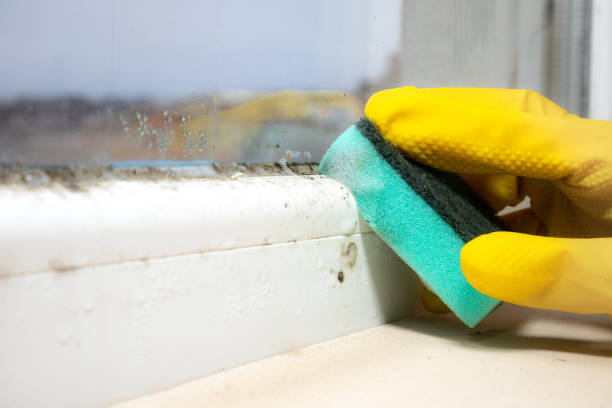 Best Professional Mold Removal  in Wellsville, KS