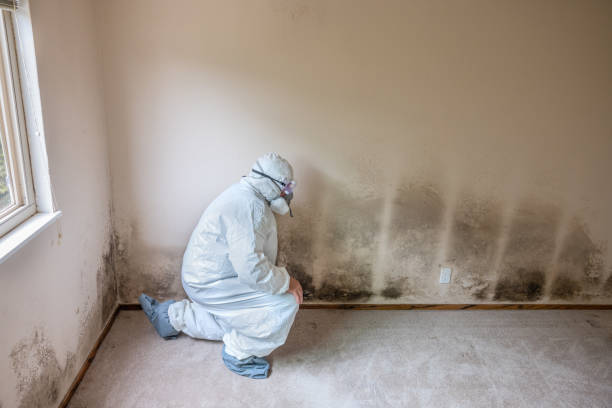 Best Attic Mold Removal  in Wellsville, KS