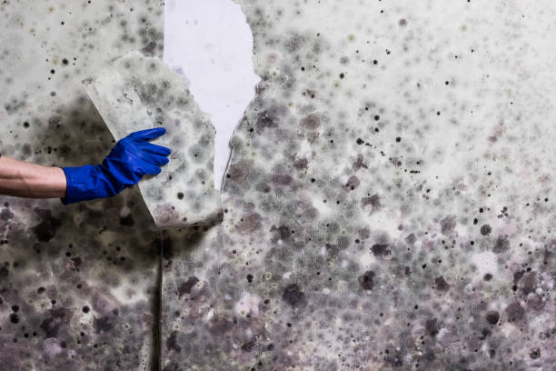 Best Best Mold Removal Companies  in Wellsville, KS