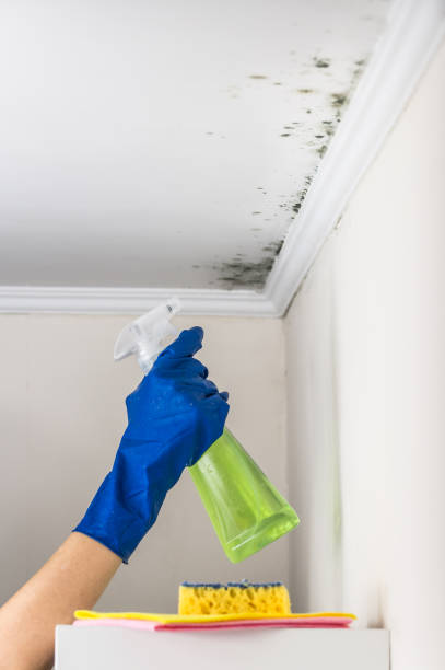 Best Crawl Space Mold Removal  in Wellsville, KS